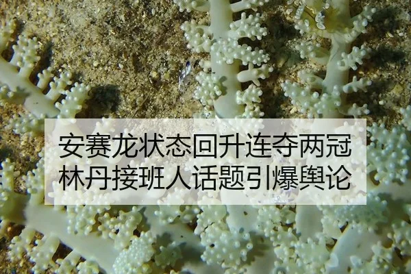 an-sai-long-zhuang-tai-hui-sheng-lian-duo-liang-guan-lin-dan-jie-ban-ren-hua-ti-yin-bao-yu-lun-2-987.jpg